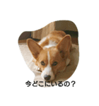 hikomaru_corgi（個別スタンプ：2）