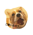 hikomaru_corgi（個別スタンプ：6）