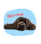 ノアスタ（個別スタンプ：11）