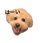 トイプードルるるちゃん、ちょこくん（個別スタンプ：2）