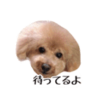 トイプードルるるちゃん、ちょこくん（個別スタンプ：5）
