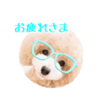 トイプードルるるちゃん、ちょこくん（個別スタンプ：6）