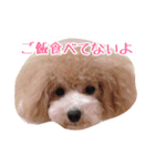 トイプードルるるちゃん、ちょこくん（個別スタンプ：7）