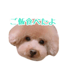 トイプードルるるちゃん、ちょこくん（個別スタンプ：8）