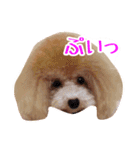 トイプードルるるちゃん、ちょこくん（個別スタンプ：9）