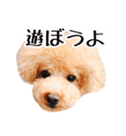 トイプードルるるちゃん、ちょこくん（個別スタンプ：11）