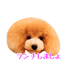 トイプードルるるちゃん、ちょこくん（個別スタンプ：12）