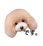トイプードルるるちゃん、ちょこくん（個別スタンプ：13）