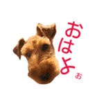 terrier（個別スタンプ：1）