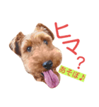 terrier（個別スタンプ：3）