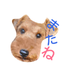 terrier（個別スタンプ：8）