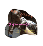 さらちゃんマン（個別スタンプ：12）
