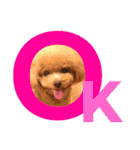ネイルサロンの看板犬ビビ（個別スタンプ：1）