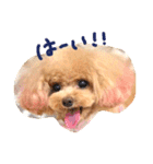 ネイルサロンの看板犬ビビ（個別スタンプ：4）