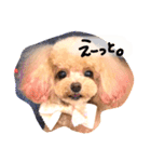 ネイルサロンの看板犬ビビ（個別スタンプ：6）