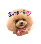 ネイルサロンの看板犬ビビ（個別スタンプ：8）