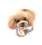 ネイルサロンの看板犬ビビ（個別スタンプ：9）