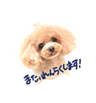 ネイルサロンの看板犬ビビ（個別スタンプ：10）