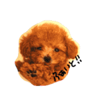 ネイルサロンの看板犬ビビ（個別スタンプ：11）