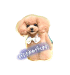 ネイルサロンの看板犬ビビ（個別スタンプ：13）