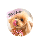 ネイルサロンの看板犬ビビ（個別スタンプ：14）