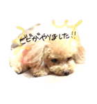 ネイルサロンの看板犬ビビ（個別スタンプ：16）
