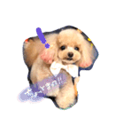ネイルサロンの看板犬ビビ（個別スタンプ：19）