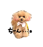 ネイルサロンの看板犬ビビ（個別スタンプ：21）