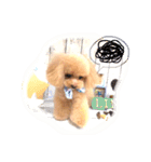 ネイルサロンの看板犬ビビ（個別スタンプ：30）
