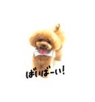 ネイルサロンの看板犬ビビ（個別スタンプ：36）