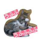 ウメ先生の1日（個別スタンプ：1）