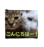 ウメ先生の1日（個別スタンプ：4）