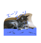 ウメ先生の1日（個別スタンプ：7）
