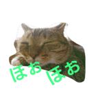 ウメ先生の1日（個別スタンプ：8）
