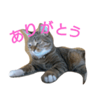 ウメ先生の1日（個別スタンプ：12）