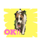 Jack Russell Terrier ten＆fuku（個別スタンプ：2）