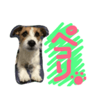Jack Russell Terrier ten＆fuku（個別スタンプ：4）