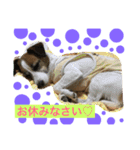 Jack Russell Terrier ten＆fuku（個別スタンプ：5）