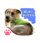 Jack Russell Terrier ten＆fuku（個別スタンプ：6）
