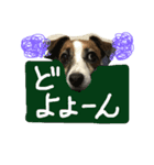 Jack Russell Terrier ten＆fuku（個別スタンプ：7）