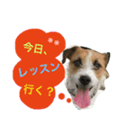 Jack Russell Terrier ten＆fuku（個別スタンプ：8）
