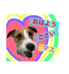 Jack Russell Terrier ten＆fuku（個別スタンプ：9）