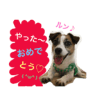 Jack Russell Terrier ten＆fuku（個別スタンプ：10）