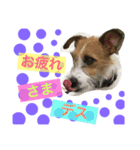 Jack Russell Terrier ten＆fuku（個別スタンプ：11）