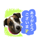 Jack Russell Terrier ten＆fuku（個別スタンプ：12）