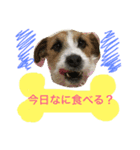 Jack Russell Terrier ten＆fuku（個別スタンプ：13）