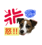 Jack Russell Terrier ten＆fuku（個別スタンプ：14）