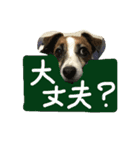 Jack Russell Terrier ten＆fuku（個別スタンプ：15）