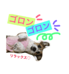 Jack Russell Terrier ten＆fuku（個別スタンプ：16）