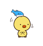 ぴよシャーク（個別スタンプ：1）